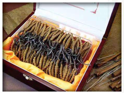 麻山冬虫夏草回收